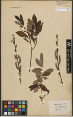 Foto von Salix purpurea L. x Salix silesiaca Willd.